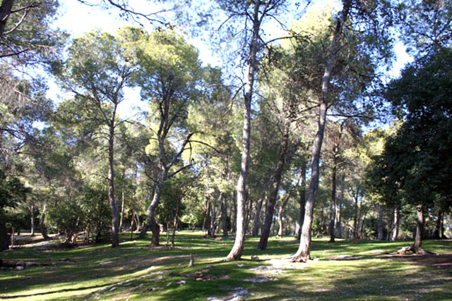 Located in Jerash Governorate, 48 kilometres north of Amman, the Dibbeen Forest Reserve was established in 2004 with the aim of protecting Aleppo pines (File photo)